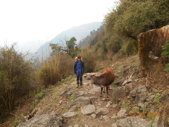 Die Kuh wollte Sinco einfach nicht vorbeilassen .