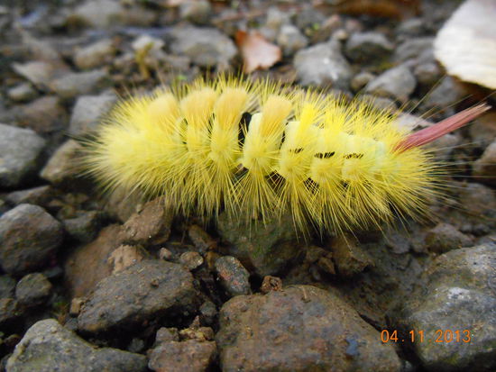 Dieser wunderschönen Raupe sind wir auf unserem Ausflug an den Wasserfall begegnet.