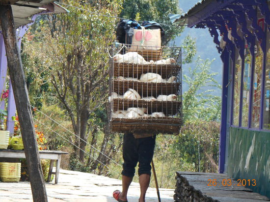 Auch Hühner müssen nach oben transportiert werden.