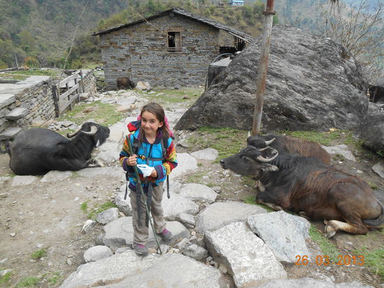 Die Büffelbändigerin