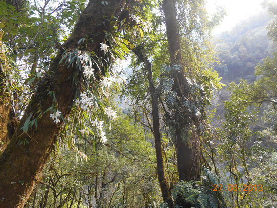 Weg zur heissen Quelle - Urwald pur