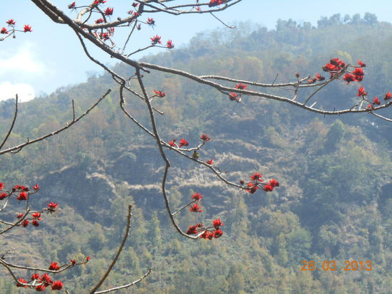 Baum ohne Blätter, aber mit wunderschönen Blüten 