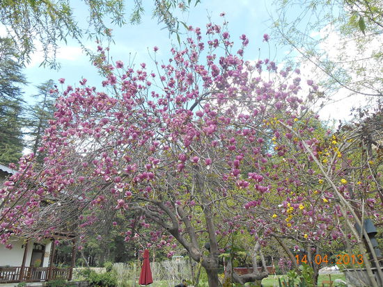 Ich weiss nicht, wie dieser Baum heisst, aber er ist einfach bezaubernd.