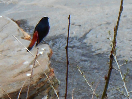 Lustige Vögel und ...