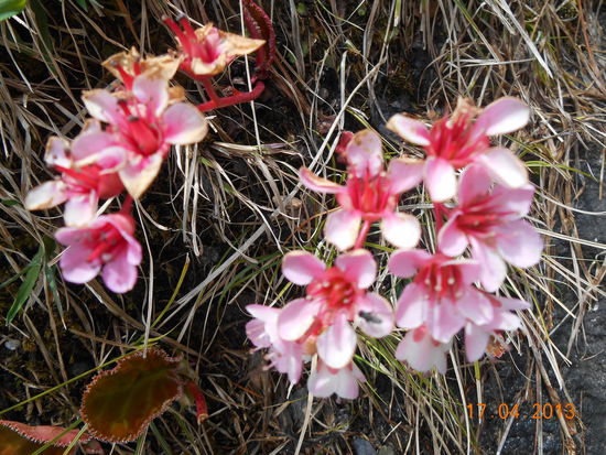 ... hübsche Blumen ...
