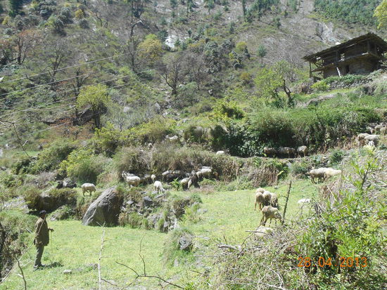 Idylle mit Schäfchen