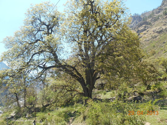 Der grösste Walnussbaum, den ich je gesehen habe.