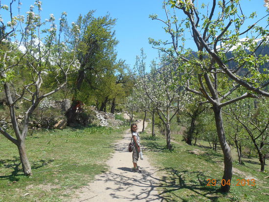 ... durch blühende Obstgärten  und ...