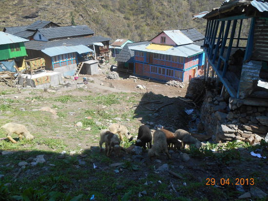 Schäfchen mitten im Dorf