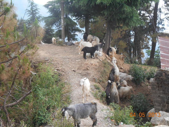 Die dürfen nicht fehlen.