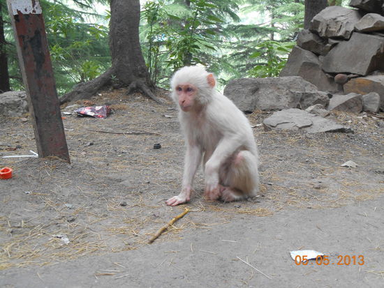 Dieser kleine Kerl ...