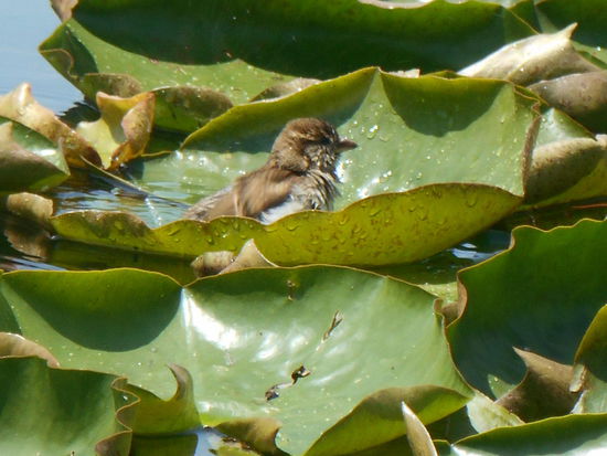 Spatz beim morgendlichen Bad