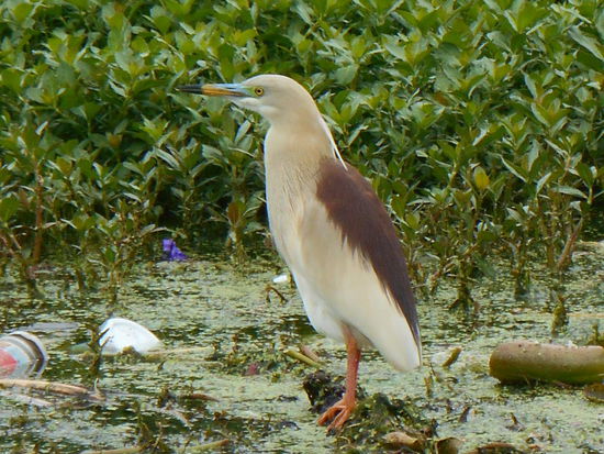 "Komm Fischlein Komm!"