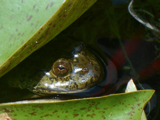 "Jetzt haben die mich doch entdeckt!"