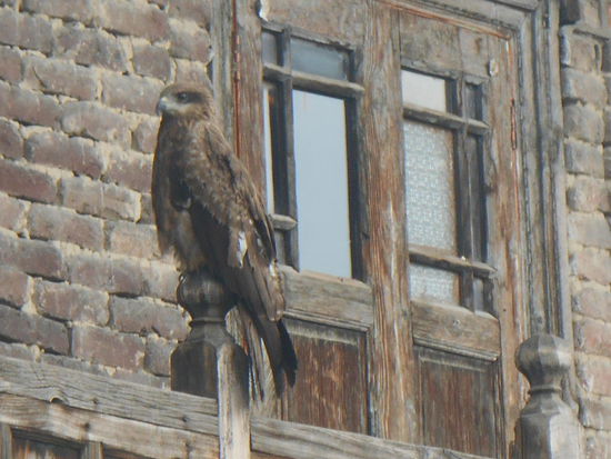 Ein Adler mitten in der Altstadt