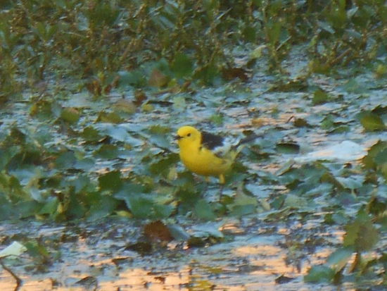 Der kleine Gelbe besuchte uns fast jeden Tag ...