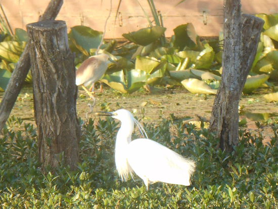 ... genau wie diese hier .