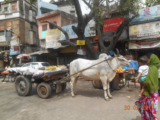 ... kraftvolle Tiere gehören zum Verkehr dazu.