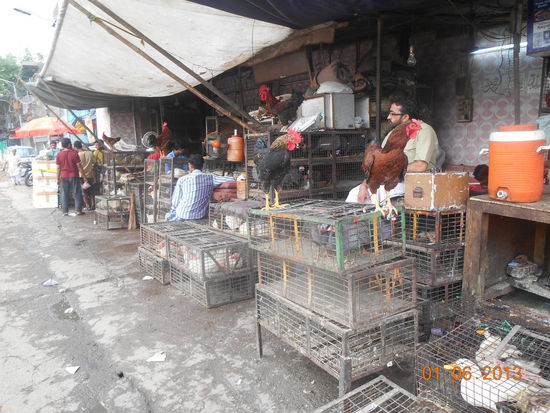 Geflügelmarkt gegenüber der Moschee
