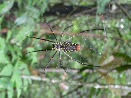 Spinne gross