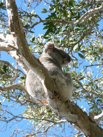 Unser erster freilebender Koala