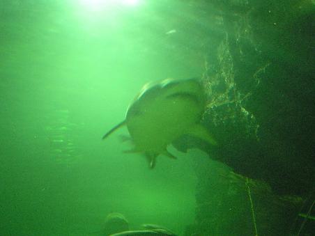 Hai im Deep Sea World