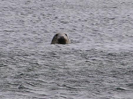 Seelöwe