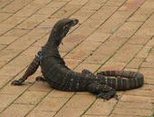 Riesen Leguan