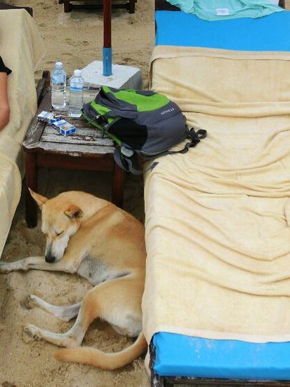 Strandhund beim kuscheln