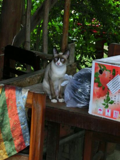 Katze