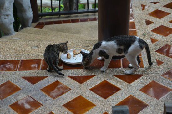 Zwei Katzen