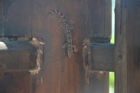 Gecko