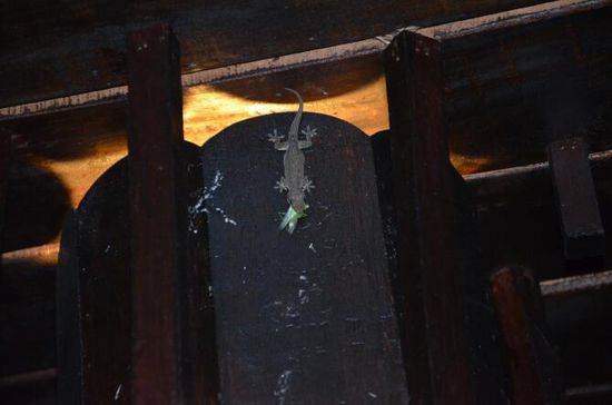 Gecko frisst Gottesanbeterin