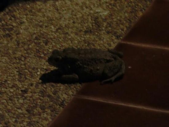 Riesenfrosch