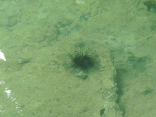 Seeigel