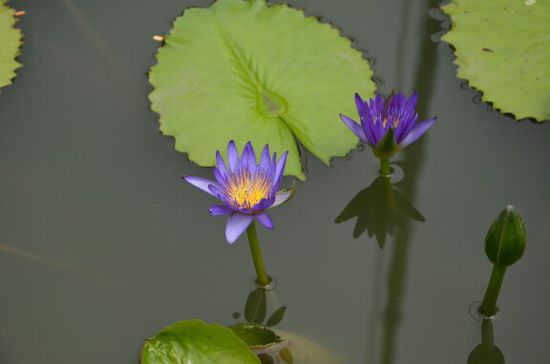Teichblume
