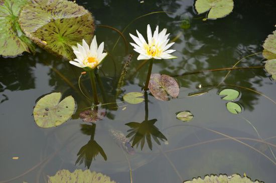Teichblume II