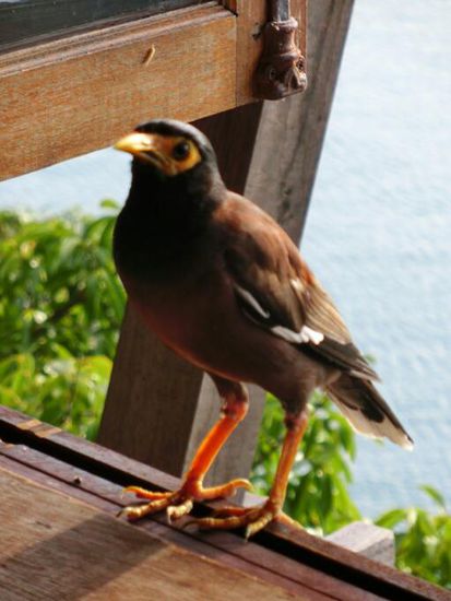 Frecher Vogel, der auf unseren Fruehstueckstellern turnte