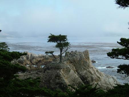 Jubel...der Lonely Cypress Tree