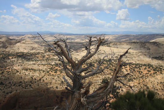 Dixie National Forest