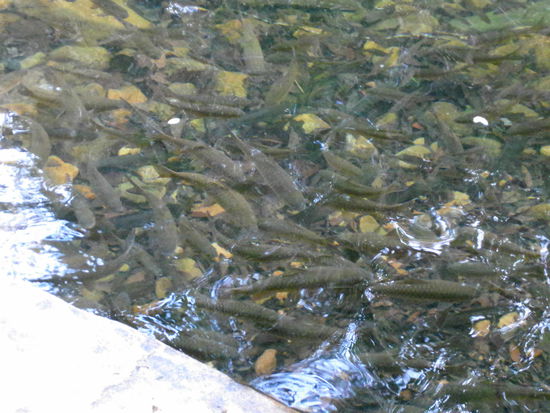 Fischis im Bach ohne Ende