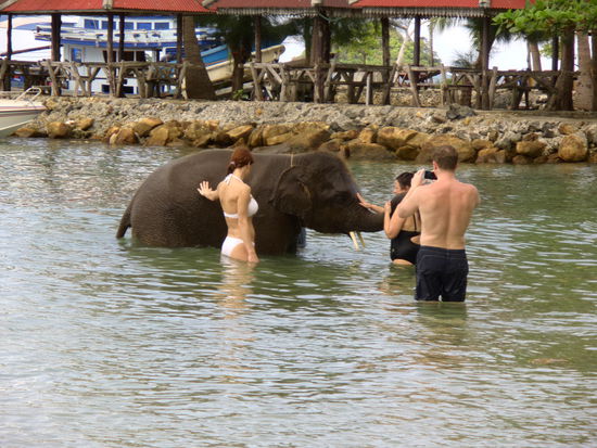Hier kann man mit Elefanten schwimmen