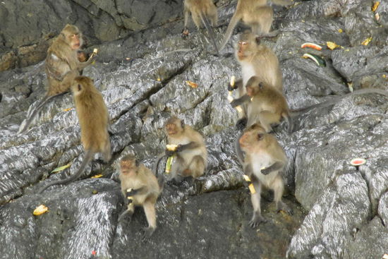 Zum Abschluß ein kurzer Stop am Affenfelsen