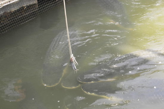 Arapaima-Fütterung. Etwa 200kg schwer die Biester