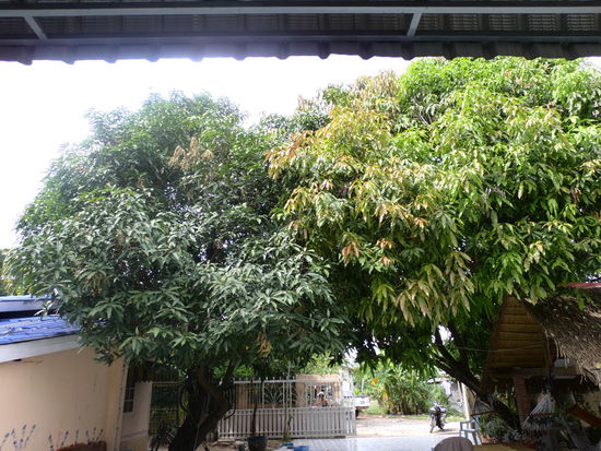 Mangobäume, leider momentan ohne Früchte.