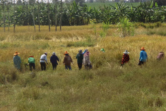 Dick eingekleidet bei der Feldarbeit, bei weit über 30°C