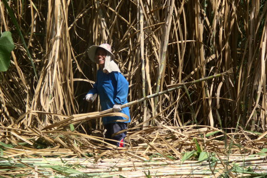 Frau bei der Zuckerrohrernte. Da halten die Farangs extra an, um jemanden beim Arbeiten in der Gluthitze zu fotografieren und trotzdem wird schön gegrüßt und gegrinst. Land des Lächelns halt.
