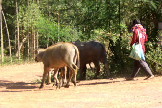 Wasserbüffel auf dem Weg zum Damm