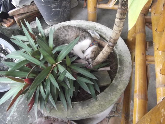 Ja, ich weiß, ich darf dich nicht mitnehmen...Tiere sind hier überall.