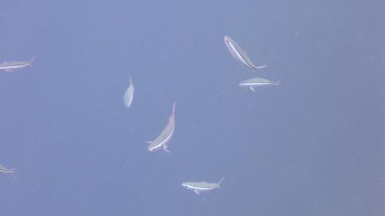 Es wimmelte nur so voller kleiner bunter Fische...